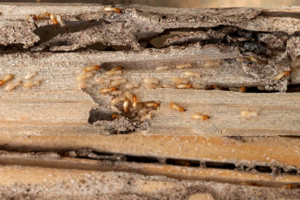 Best Pest Control Near Me in Weston Lakes, TX