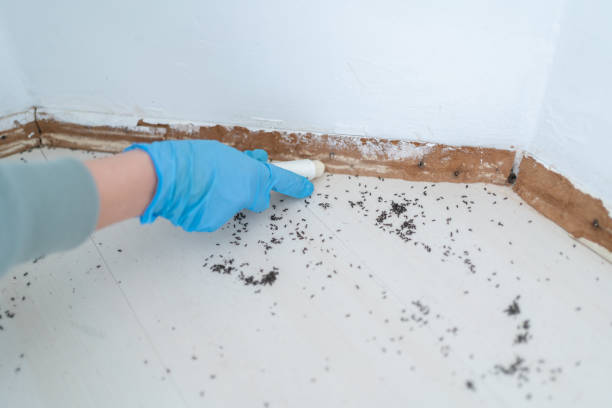 Best Bed Bug Extermination  in Weston Lakes, TX